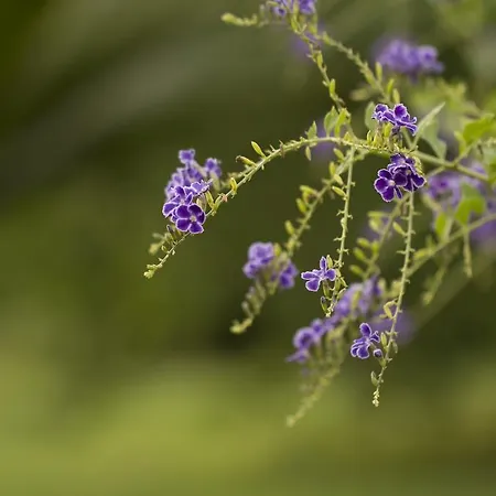 Oda ve Kahvaltı Parco Degli Aranci 4*
