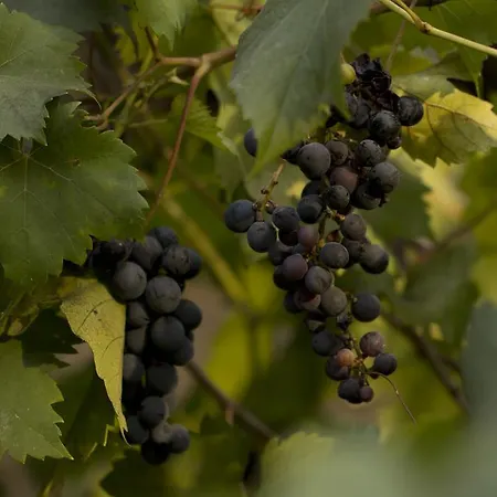 Bed & Breakfast Parco Degli Aranci Cutrofiano