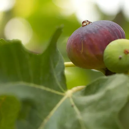 Parco Degli Aranci Oda ve Kahvaltı Cutrofiano