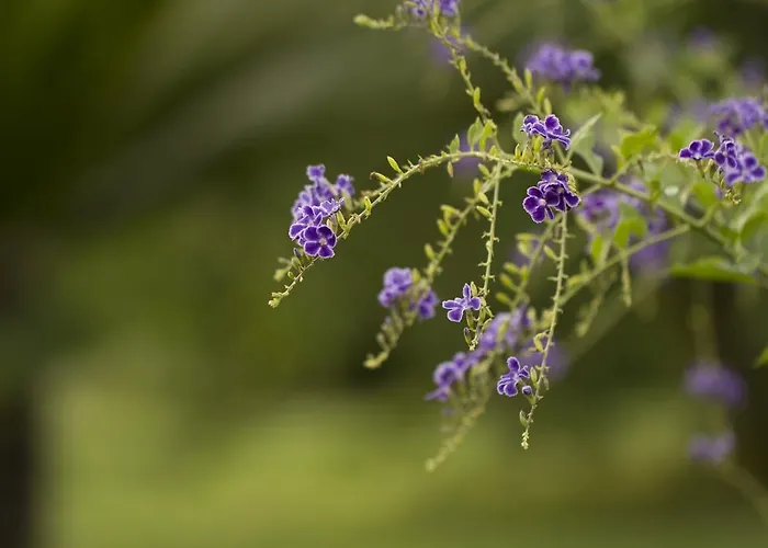 Bed & Breakfast Parco Degli Aranci 4*