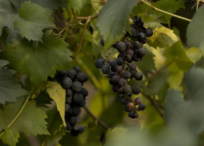 Bed & Breakfast Parco Degli Aranci Cutrofiano